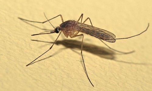 Аллергия на укусы комаров: лечение