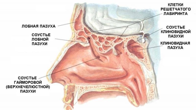 Для чого призначають УЗД пазух носа?