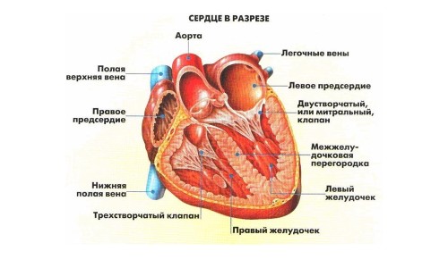 Причини і лікування пороку серця у дітей